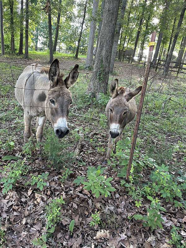 halter-donkey-miniature-horse