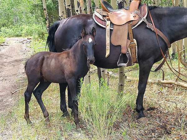 western-ple-morgan-horse