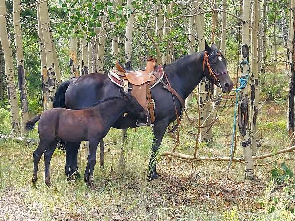 black-western-ple-horse