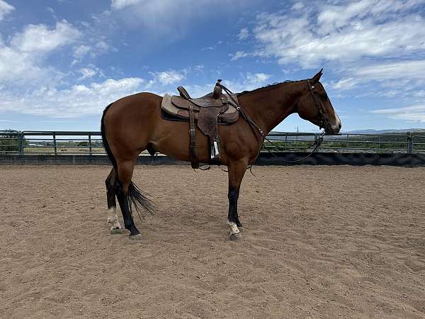 quarter-horse-gelding