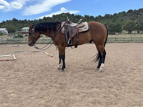 quarter-horse-for-sale