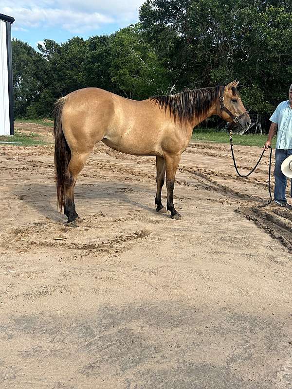 athletic-quarter-horse