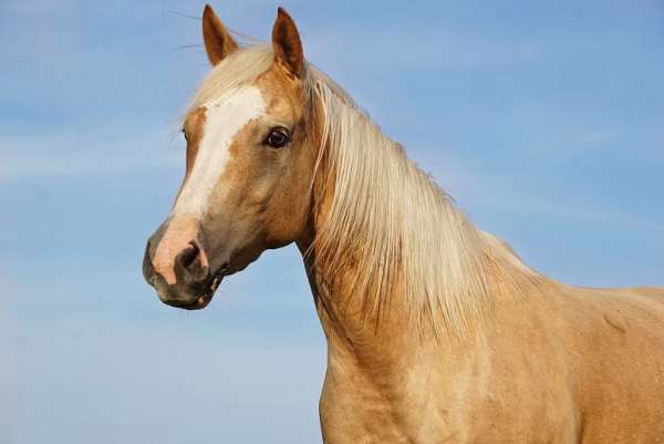 athletic-quarter-horse