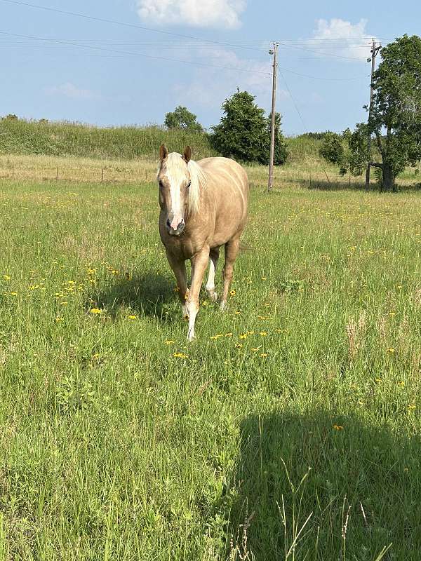 all-around-quarter-horse