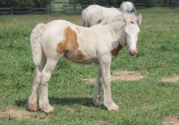 tobiano-lp-horse