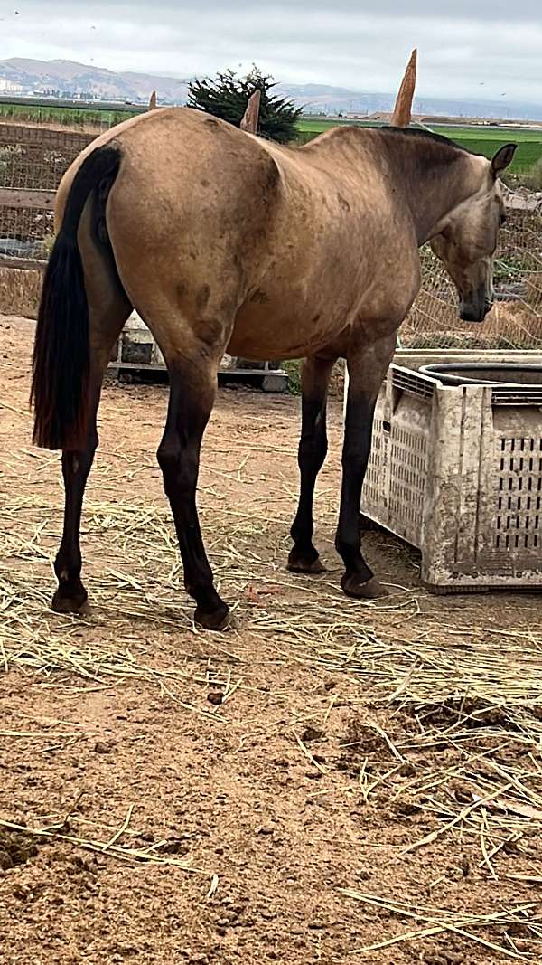 andalusian-broodmare