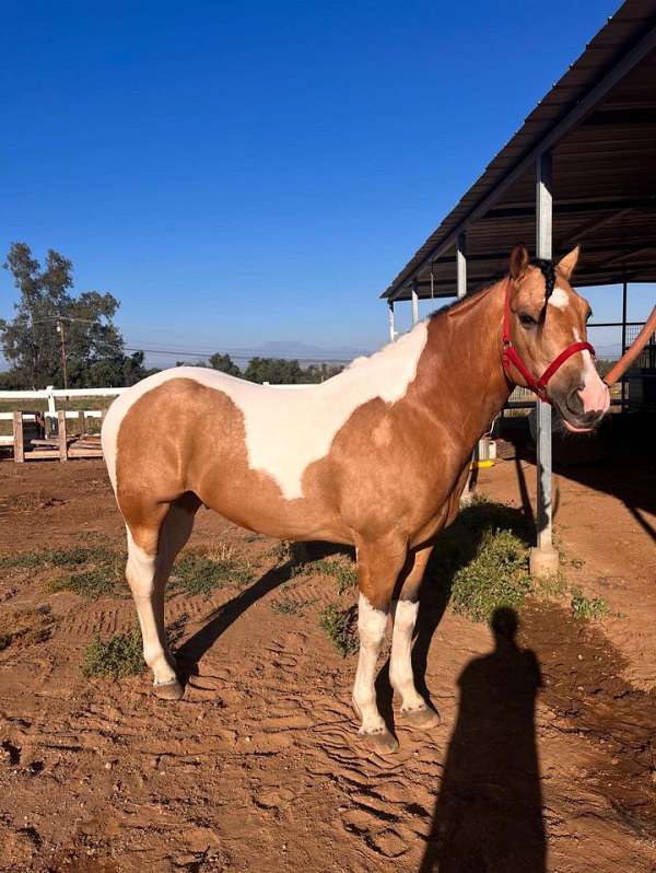 quarter-horse-gelding