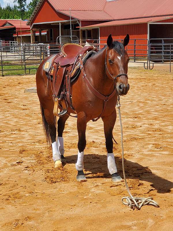 quarter-horse-mare