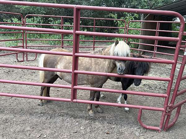 9-hand-miniature-gelding