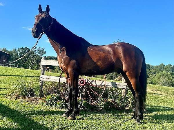 bay-standardbred-gelding