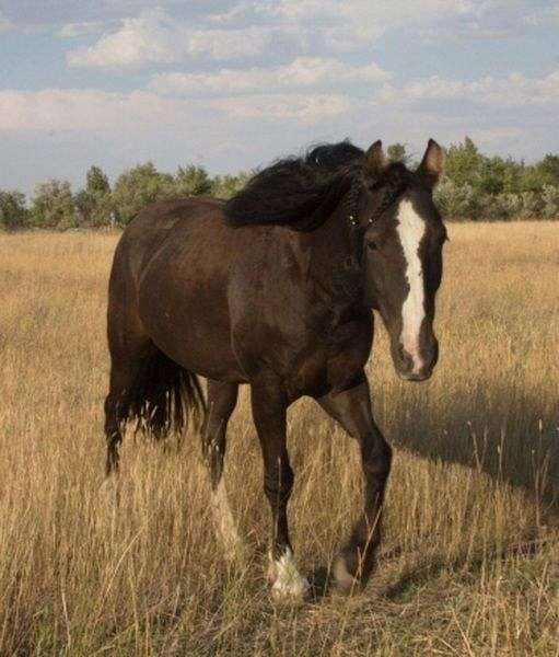 black-draft-broodmare