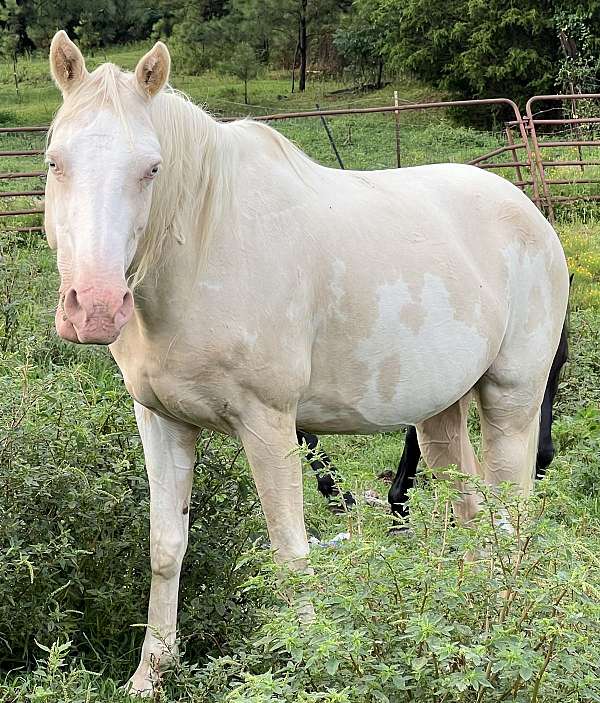 black-paint-mare-broodmare