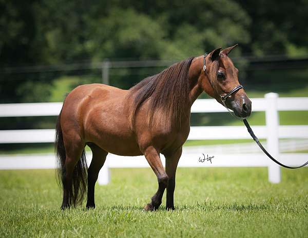 pro-miniature-horse