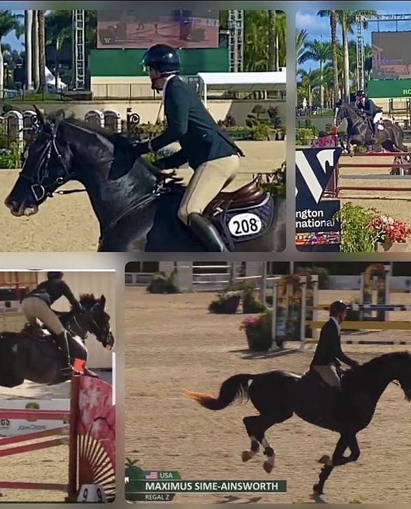 jumper-dutch-warmblood-warmblood-horse