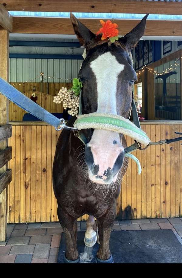 jumping-dutch-warmblood-warmblood-horse