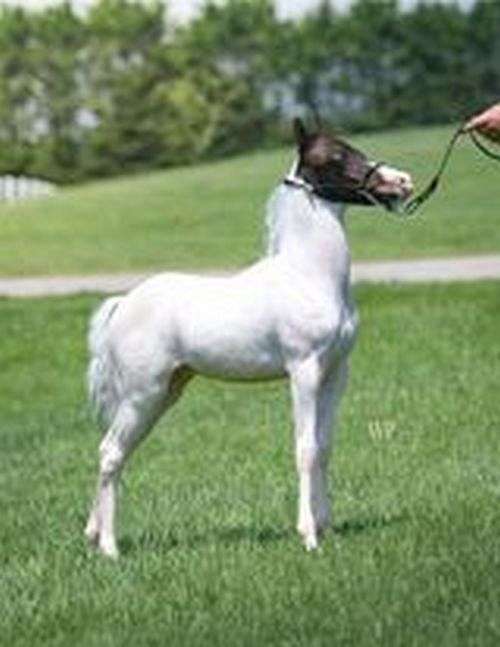 cat-shetland-pony