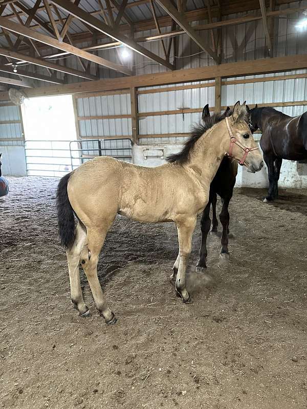 buttermilk-buckskin-filly