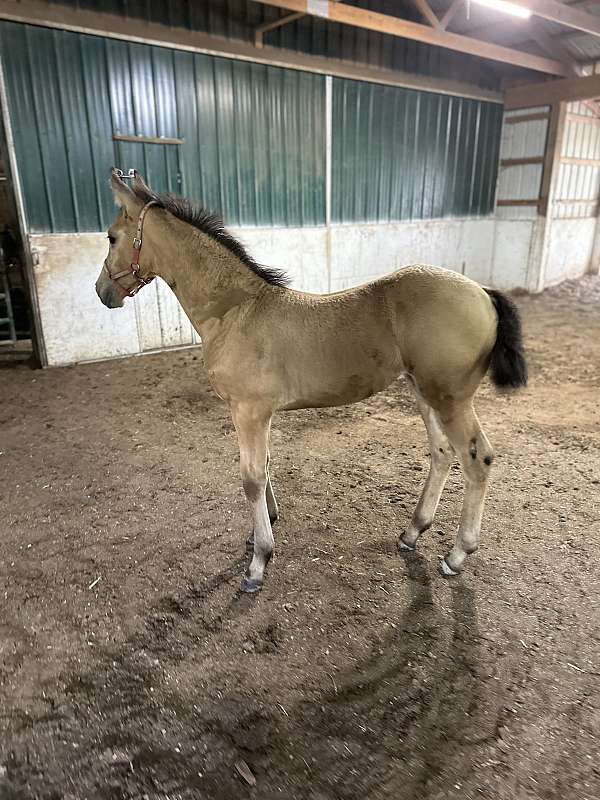 buckskin-aqha-fhana-filly