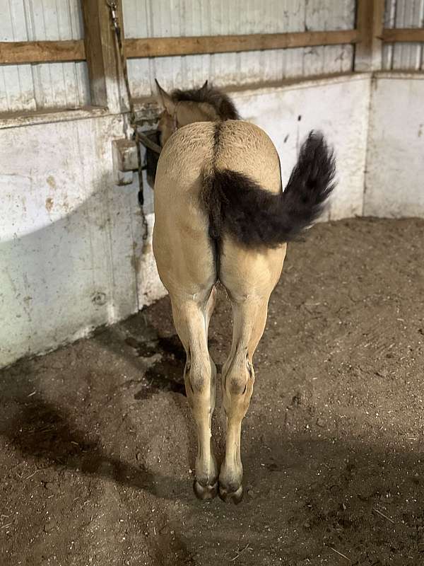 buckskin-aqha-fhana-mare