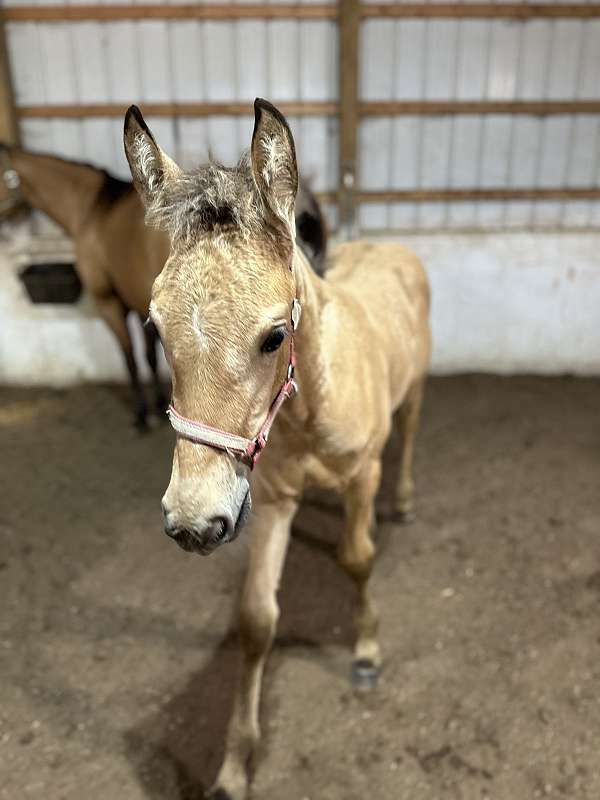 buckskin-aqha-fhana-stallion