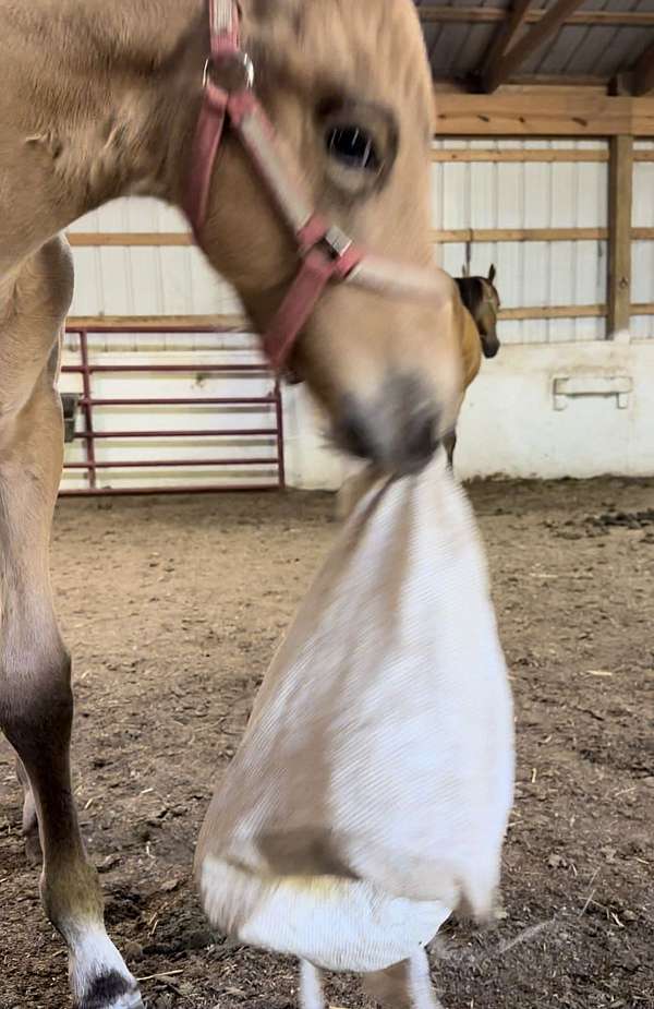 buttermilk-friesian-horse