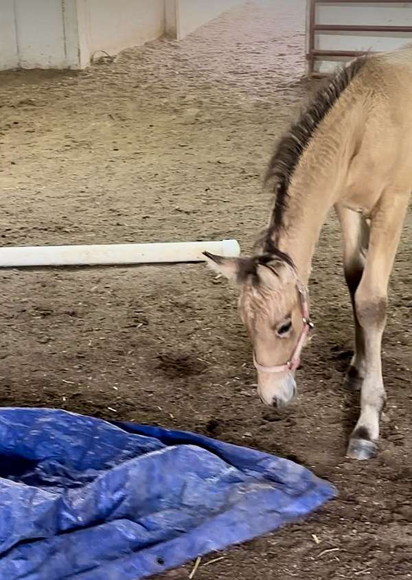 camp-friesian-horse