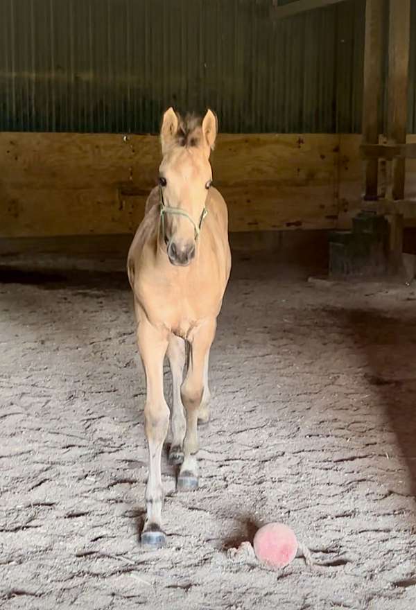 buttermilk-buckskin-friesian-horse