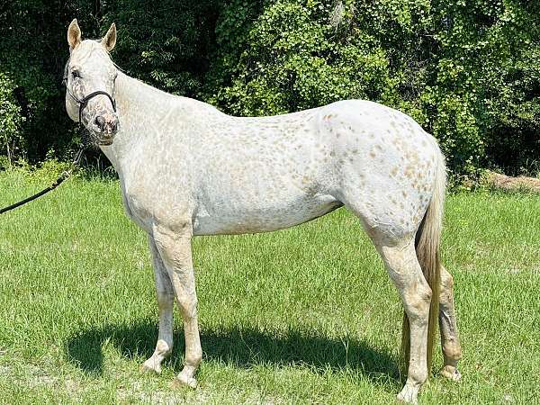 flashy-trail-horse-appaloosa