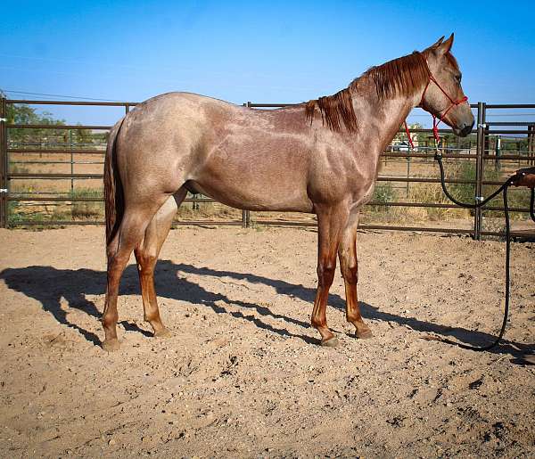 red-roan-aqha-yearling