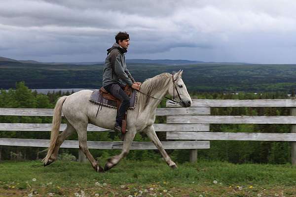 amadeus-andalusian-horse