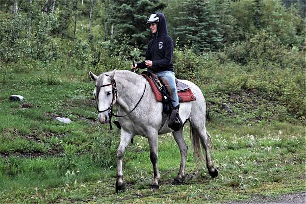 amadeus-andalusian-horse