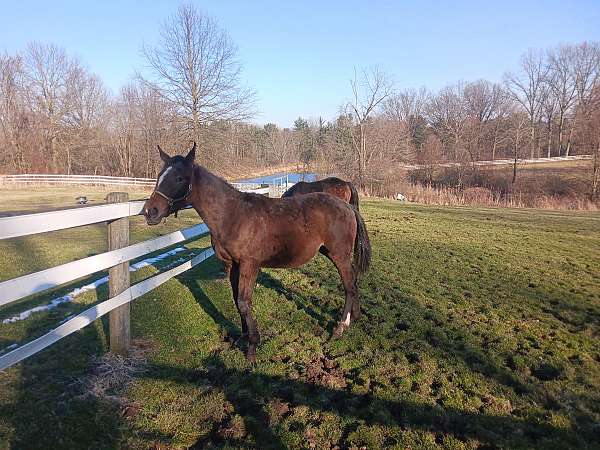 warmblood-filly-yearling