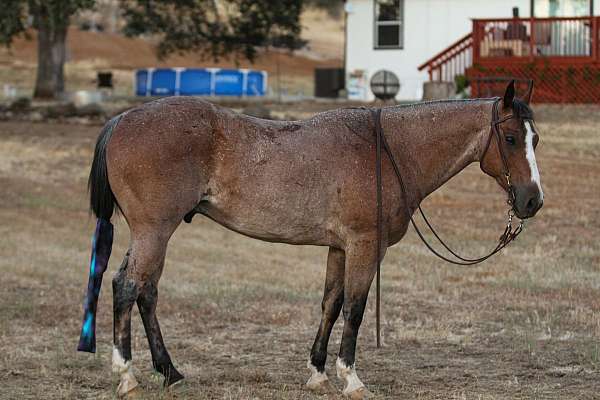 all-around-quarter-horse