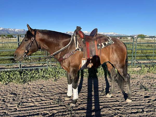 bay-star-cornet-horse