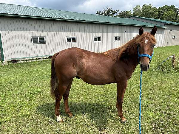 quarter-horse-gelding