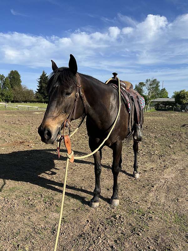 colt-starting-mare