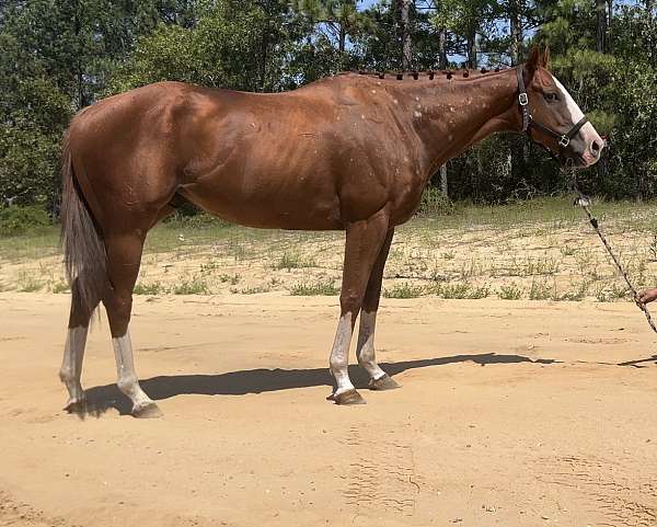 field-t-thoroughbred-horse