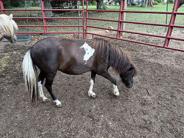 8-hand-miniature-filly