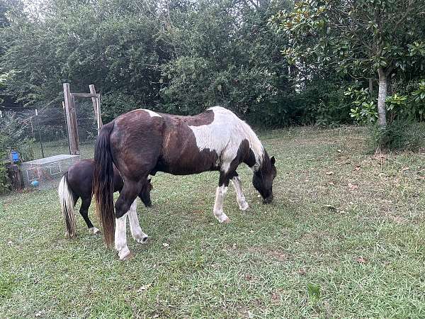 13-hand-quarter-horse-gelding