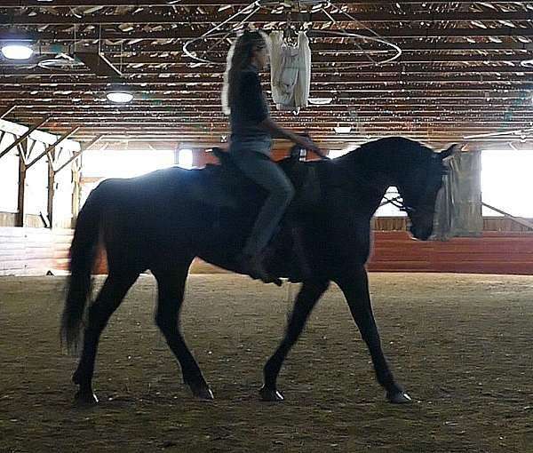 natural-horsemanship-training-quarter-horse