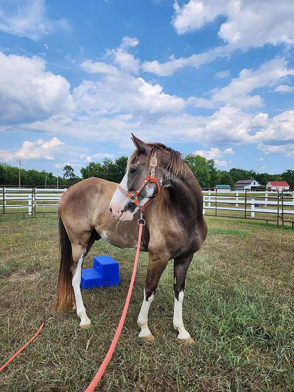 sabino-cross-horse