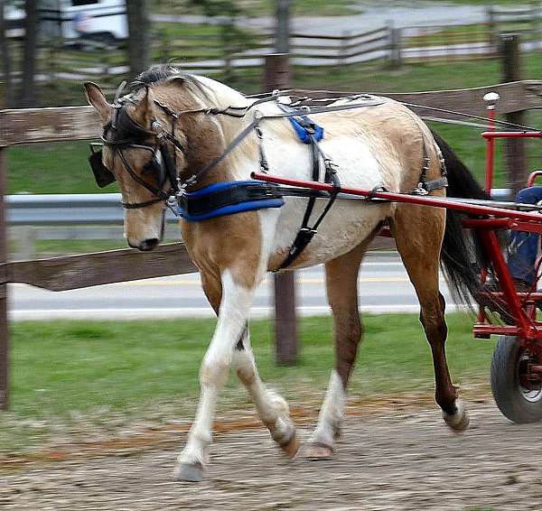 driving-show-pinto-pony