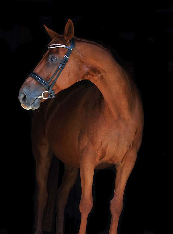 hanoverian-mare-broodmare