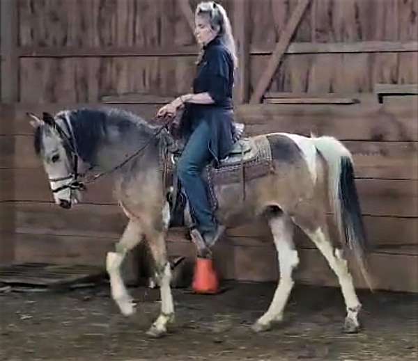 dressage-saddlebred-pony