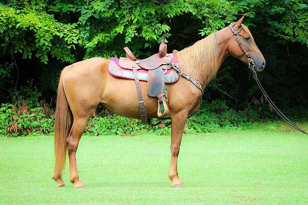 all-around-missouri-fox-trotter-horse