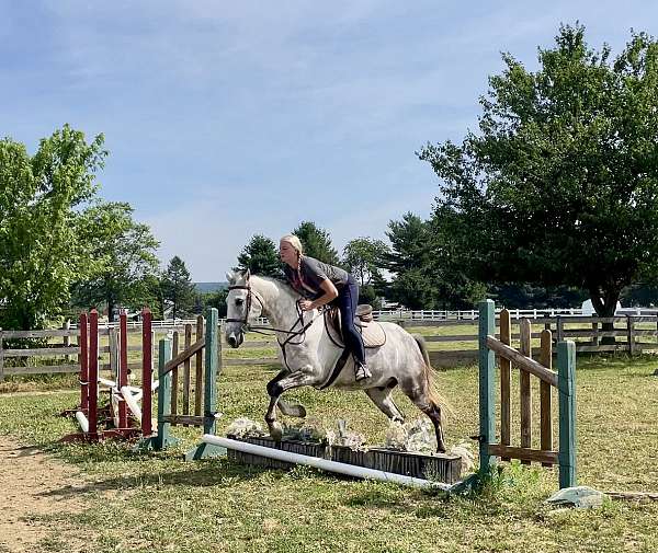 flashy-andalusian-horse