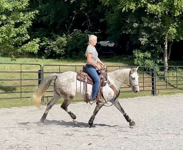 family-andalusian-horse