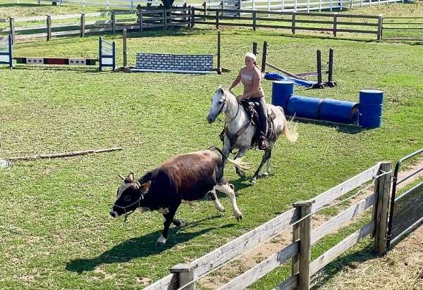 trail-andalusian-horse