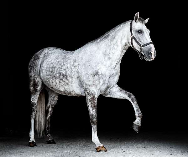 all-around-andalusian-horse