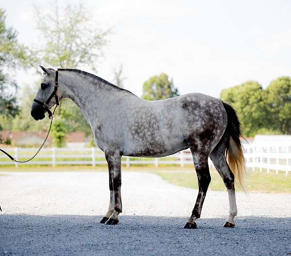 gentle-andalusian-horse